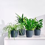 4er Set"Air so pure" | Luftreinigende Zimmerpflanzen Set | Vier Grünpflanzen mit Topf | Elho Übertopf | Höhe 25-30 cm | Topf-Ø 12 cm